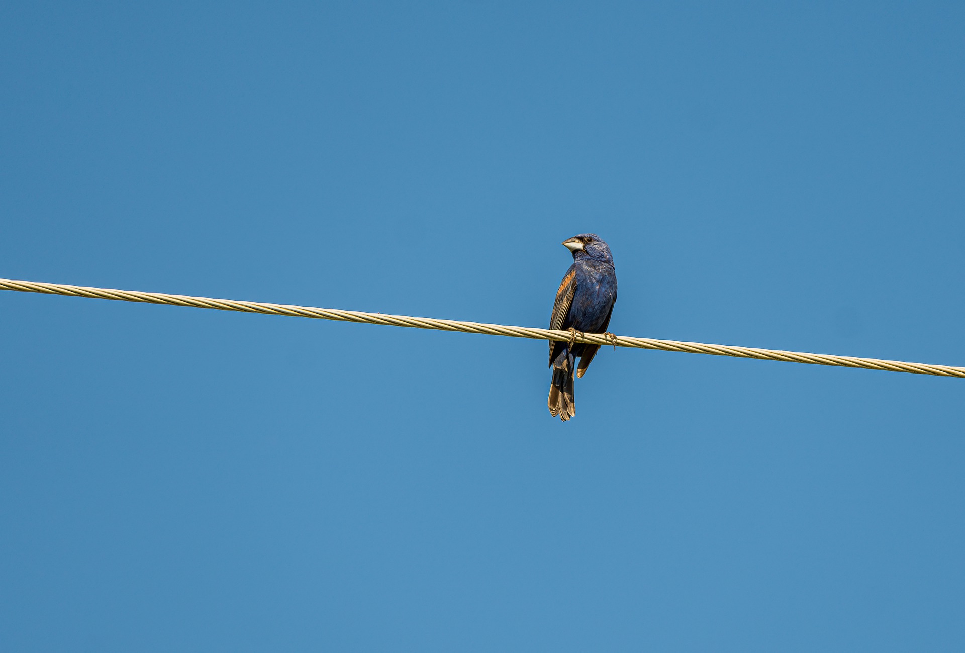 Birds on a Wire Personality Test