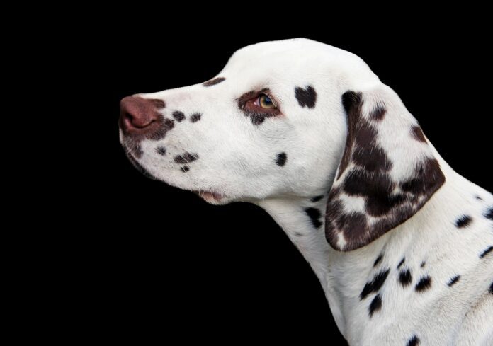 Should This Dog Be Called Spot