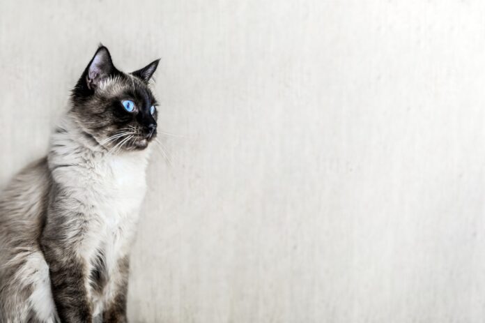 Sepia Ragdoll Cat