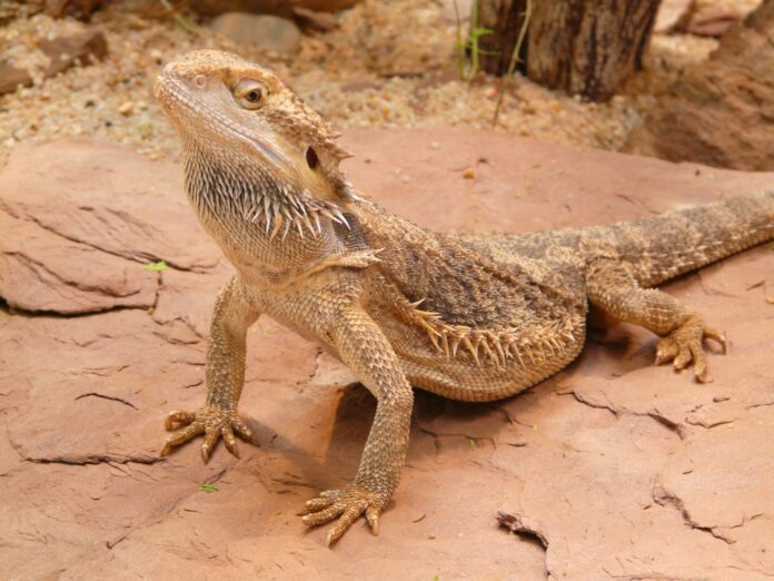Can Bearded Dragons Eat Roses?