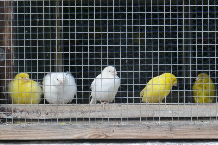 How to stop mice from getting in my bird cage