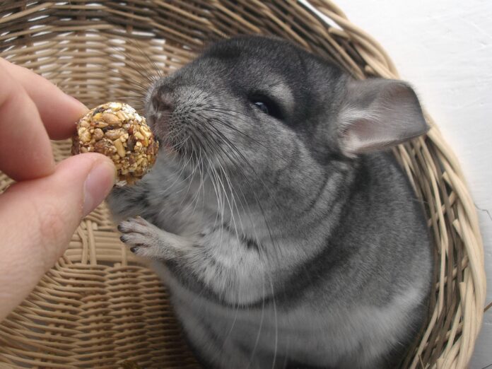 How Long Can Chinchillas Go Without Water