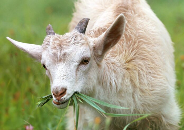 Can Goats Eat Yogurt