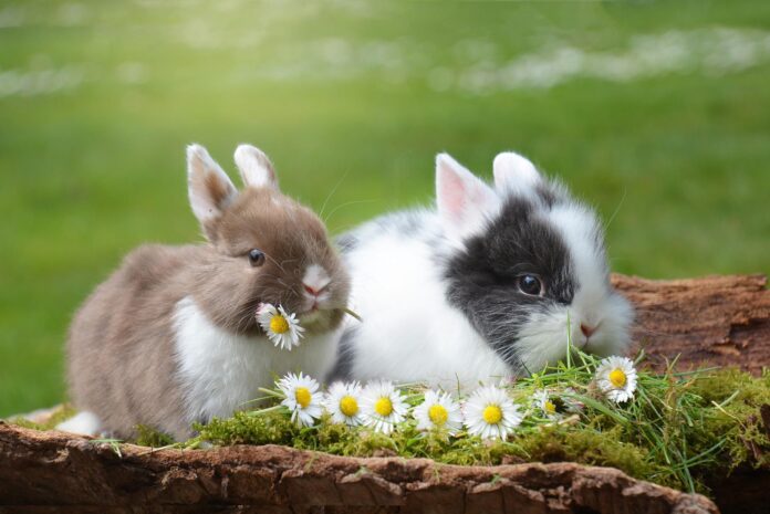 Vinegar to Stop Rabbits Chewing