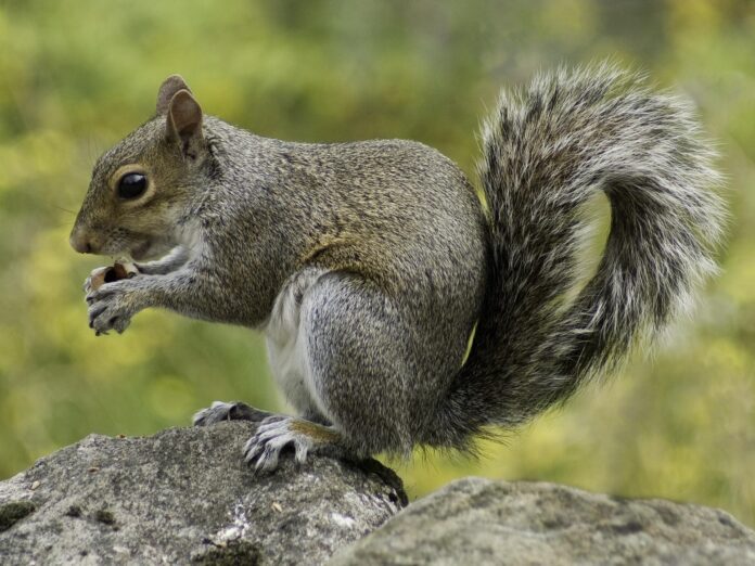 Can squirrels eat rabbit food