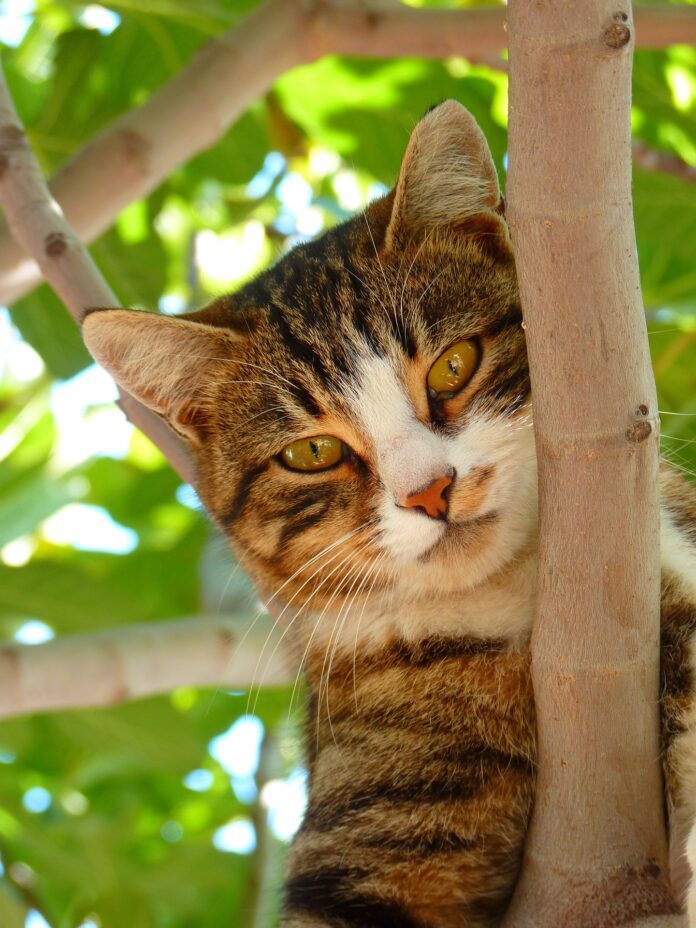 Can cats climb straight trees