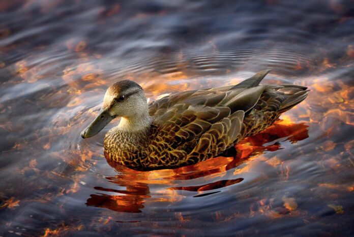 Water under a duck's back