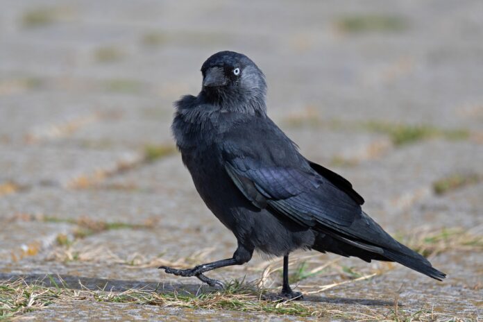 Why crows become black
