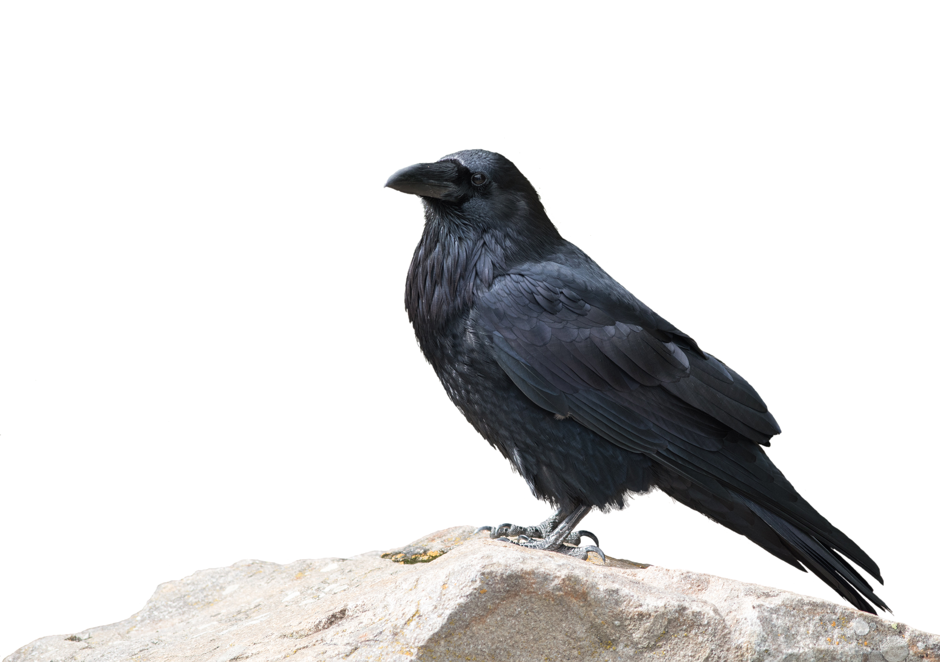 Why crows are shouting at night