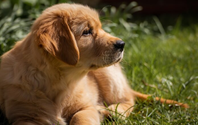 why golden retrievers are so friendly