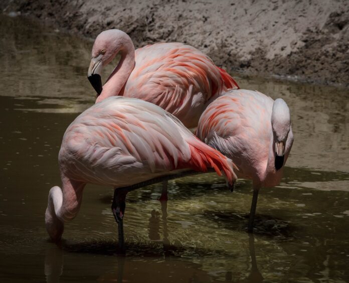 Why flamingos sleep on one leg
