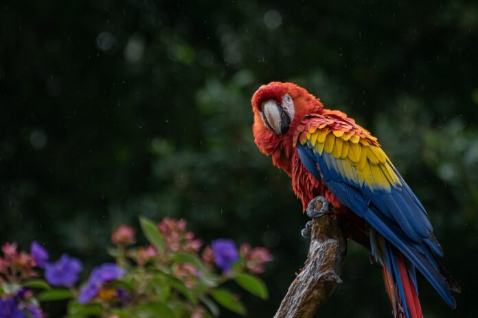 Can parrots talk and understand