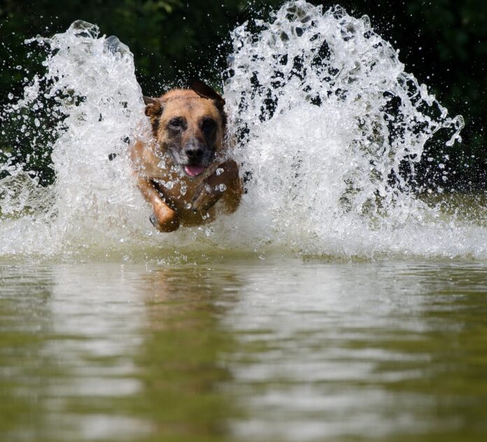 How can dogs run on water