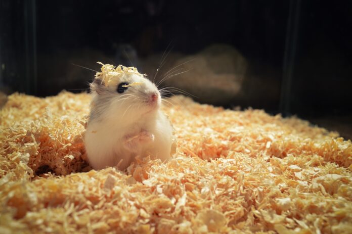 Best fresh food for hamsters