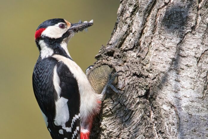 Does woodpecker on house mean termites
