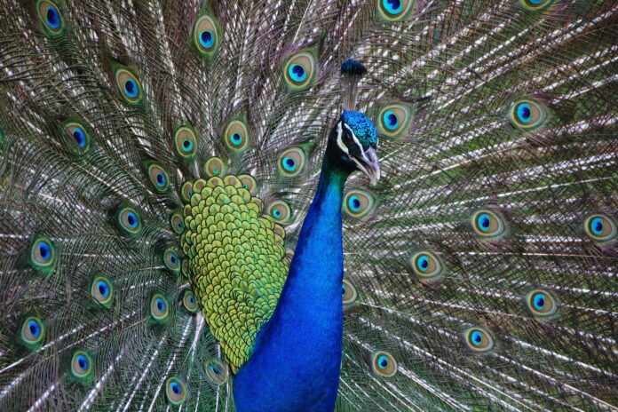 Why is it called peacock
