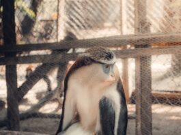 Types of pet monkeys