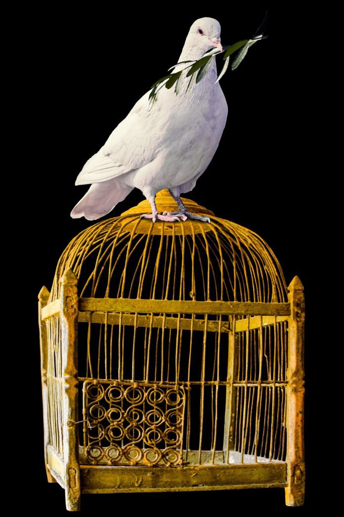 Bird cage cleaning service