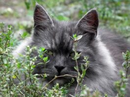 Best food for siberian cats