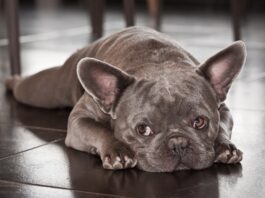 Best supplements for french bulldogs