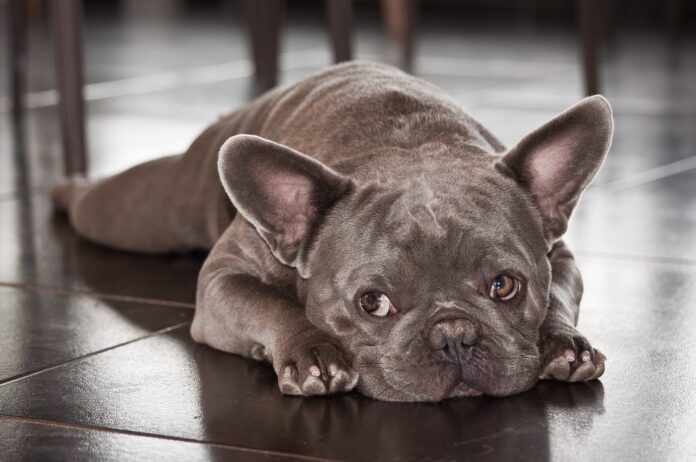 Best supplements for french bulldogs