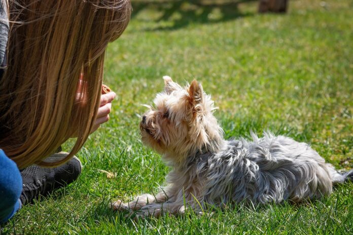 Best chew toys for yorkie puppies
