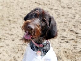 Best dog food for wirehaired pointing griffons