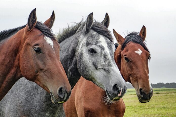 New country organics horse feed