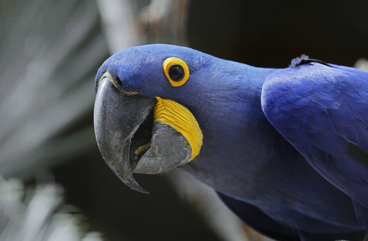 Pionus parrot for adoption