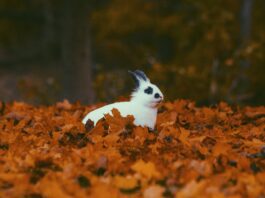Rabbit adoption