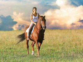 Andalusian rescue horses adoption