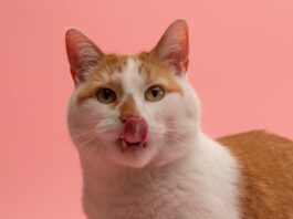 Why do cats sneeze